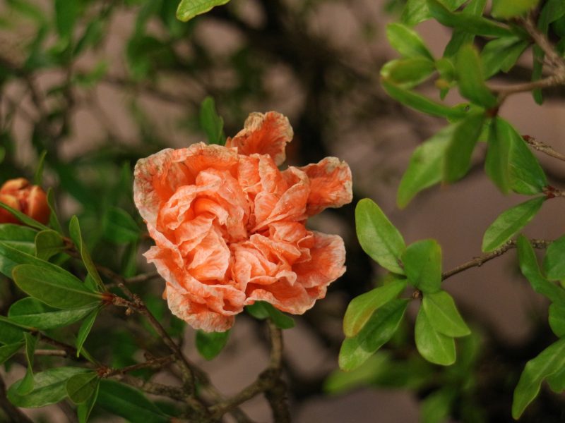 柘榴花カラー-800x600.jpg