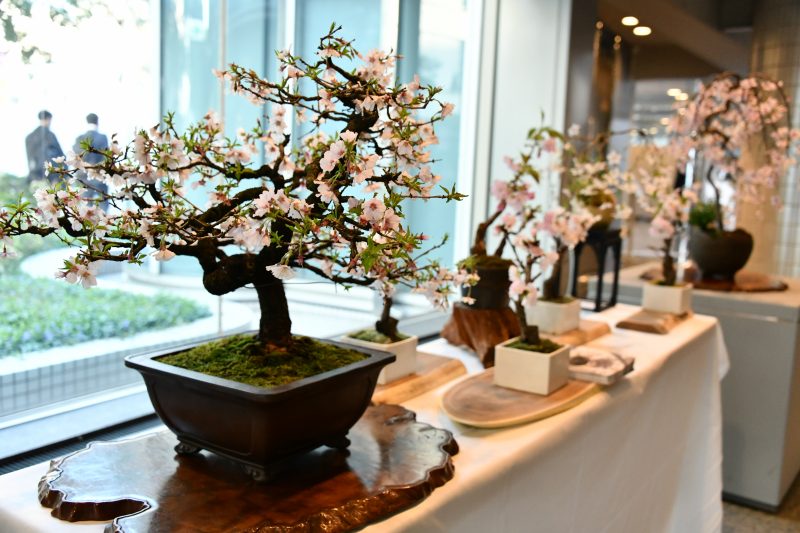 bonsai-800x533.jpg