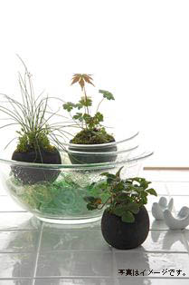 kokedama1.jpg